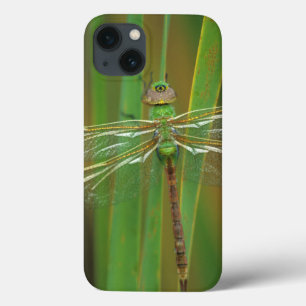 VS, Georgia. Groene glazenmaker op riet iPhone 13 Hoesje