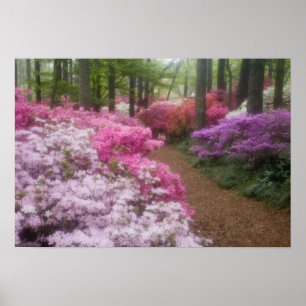 VS; Georgia; Pine Mountain. Azalea's bij 2 Poster