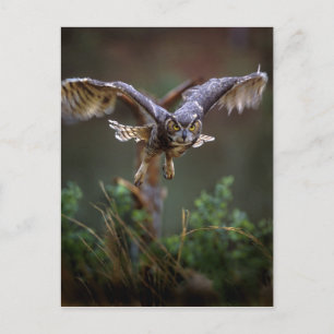 VS, Georgia, Pine Mountain, Callaway Gardens. Briefkaart