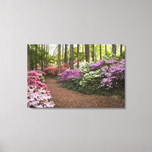 VS, Georgia, Pine Mountain. Een pad door Canvas Afdruk