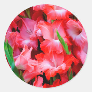 VS, Georgia, Savannah, Boeket Gladiolen Ronde Sticker