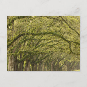 VS; Georgia; Savannah. Eikenbomen met Briefkaart