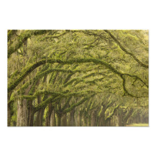 VS; Georgia; Savannah. Eikenbomen met Foto Afdruk
