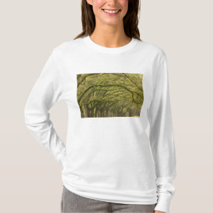 VS; Georgia; Savannah. Eikenbomen met T-shirt