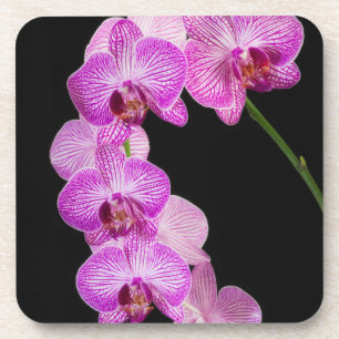 VS, Georgia, Savannah, Groep Orchideeën 2 Onderzetter