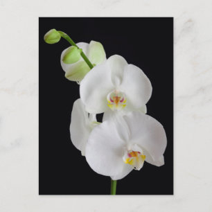 VS, Georgia, Savannah, Groep Orchideeën Briefkaart