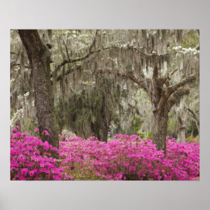 VS, Georgia, Savannah, Lente bij Historic Poster