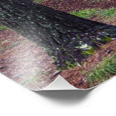 VS, Georgië, Callaway Gardens. route Foto Afdruk (Hoek)