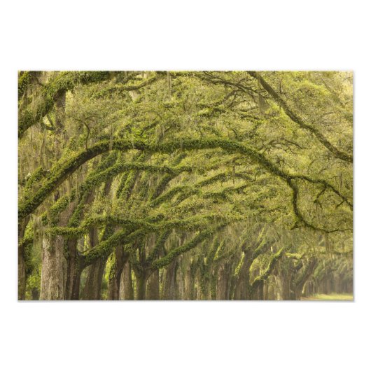 VS; Georgië; Savannah. eikenbomen met Foto Afdruk (Voorkant)