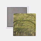 VS; Georgië; Savannah. eikenbomen met Magneet (Voorkant / Achterkant)