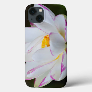 VS, Georgië, Savannah, Lootus Flower Blooming iPhone 13 Hoesje