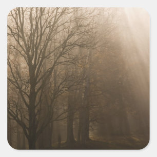 VS Great Smoky Mountain NP Tennessee bomen in Vierkante Sticker