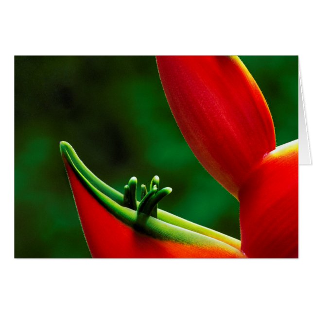 VS, Hawaï, Hilo. Heliconia (Voorkant Horizontaal)