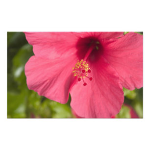 VS, Hawaï, Kauai, Hibiscus Foto Afdruk