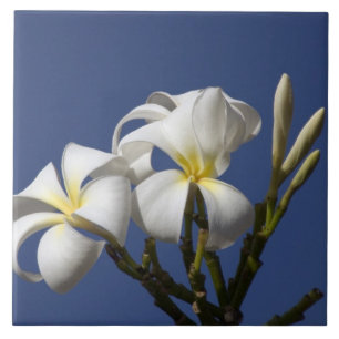 VS, Hawaï, Kauai, witte plumeria. Tegeltje