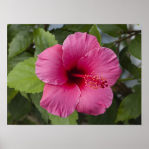 VS, Hawaï, Oahu. De Hibiscus is de 2 Poster