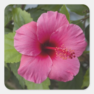 VS, Hawaï, Oahu. De Hibiscus is de 2 Vierkante Sticker