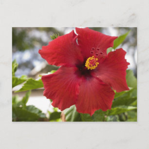 VS, Hawaï, Oahu. De Hibiscus is de Briefkaart