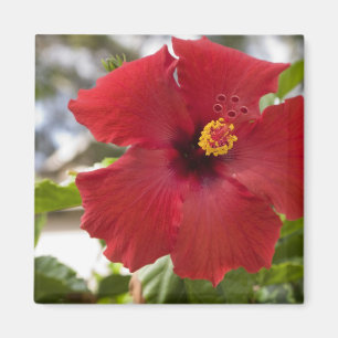 VS, Hawaï, Oahu. De Hibiscus is de Magneet
