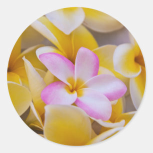 VS, Hawaï, Oahu, Plumeria bloemen in bloei 1 Ronde Sticker