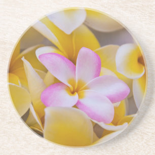 VS, Hawaï, Oahu, Plumeria bloemen in bloei 1 Zandsteen Onderzetter