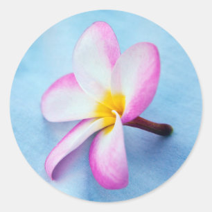 VS, Hawaï, Oahu, Plumeria bloemen in bloei 2 Ronde Sticker