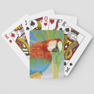 VS, Hawaï. Papegaai Pokerkaarten
