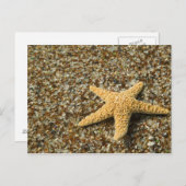 VS, HI, Kauai, strand van glas met Star-vis Briefkaart (Voorkant / Achterkant)