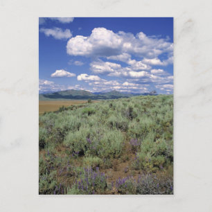 VS, Idaho, Camas Co. Sagebrush en lupine Briefkaart
