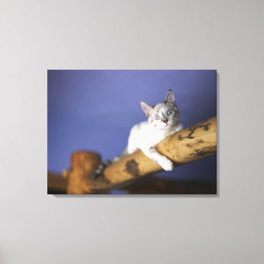 VS, Iowa, portret van jonge kitten Canvas Afdruk (Voorkant)