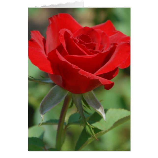 VS, Kansas, Red Rose (Voorkant)