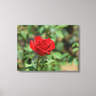 VS, Kansas, Red Rose Canvas Afdruk