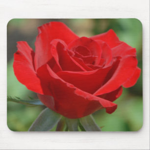 VS, Kansas, Red Rose Muismat