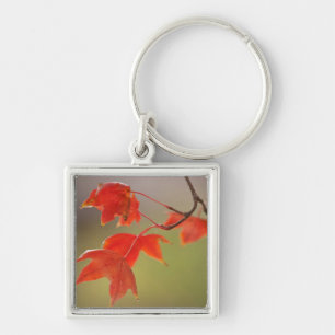 VS, Kansas, Rode Bladeren In Vroege Herfst Sleutelhanger