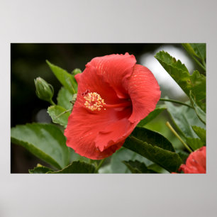 VS, Kansas, Rode Hibiscus Poster