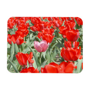 VS, Kansas, Rode Tulpen Met Eén Roze Tulp Magneet
