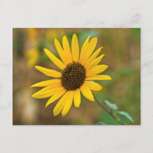 VS, Kansas. Wilde Zonnebloem Briefkaart