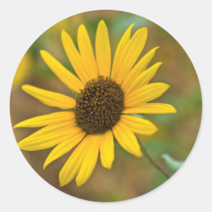 VS, Kansas. Wilde Zonnebloem Ronde Sticker