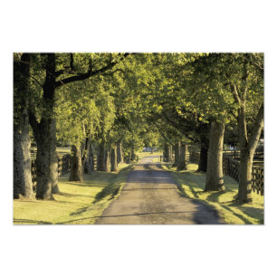 VS, Kentucky, Lexington. Met bomen omzoomde oprit, Foto Afdruk