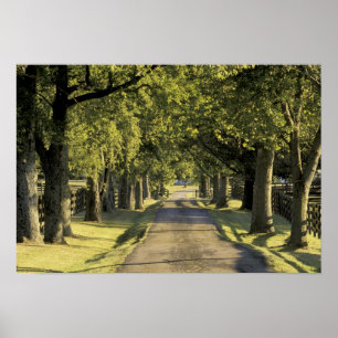 VS, Kentucky, Lexington. Met bomen omzoomde oprit, Poster