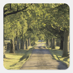 VS, Kentucky, Lexington. Met bomen omzoomde oprit, Vierkante Sticker