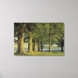VS, Kentucky, Lexington. Rij bomen en Canvas Afdruk