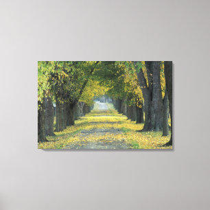 VS, Kentucky, Louisville. Boomgaard weg in Canvas Afdruk