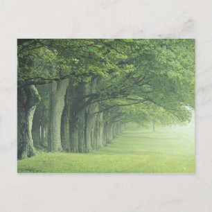 VS, Kentucky. Rij bomen in de lente Briefkaart