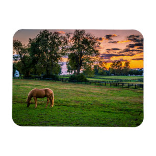 VS, Lexington, Kentucky. Eenzaam paard bij zonsond Magneet