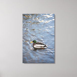 VS, Maine, Camden, Mallard Duck op het meer Canvas Afdruk