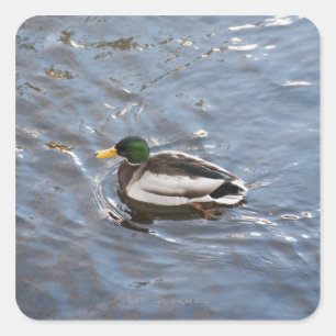 VS, Maine, Camden, Mallard Duck op het meer Vierkante Sticker