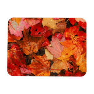 VS, Maine. Herfst esdoornbladeren Magneet
