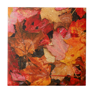 VS, Maine. Herfst esdoornbladeren Tegeltje
