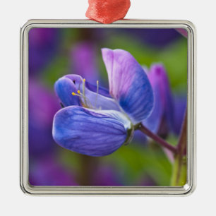 VS, Maine, Nationaal park Acadia. Close-up van Metalen Ornament